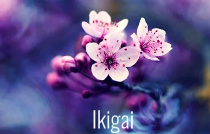 Equipo Ikigai